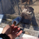 Illustration for article titled Handshakes Dont Get Much Cuter Than with Otters